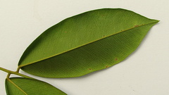 Machaerium condensatum