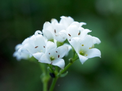 Galium glaucum