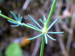 Galium glaucum