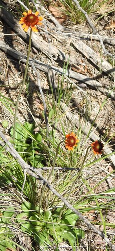 Image of Gaillardia suavis by (c) saltyhiker, some rights reserved (CC BY)