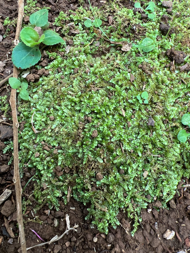 Vesicularia observed 2025-04-25