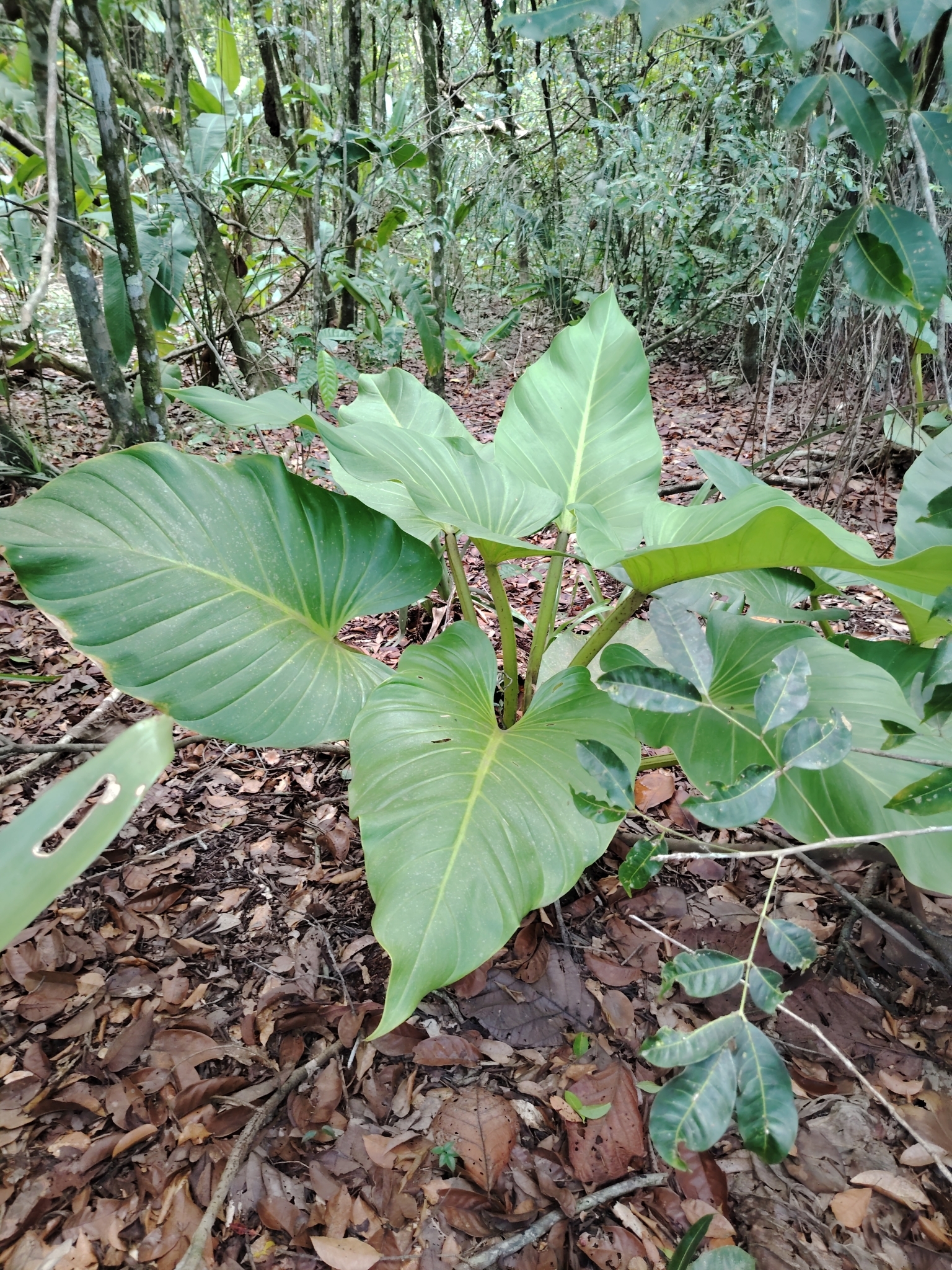 Imagem de Pacová