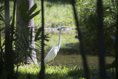 Ardea alba