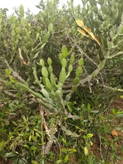 Euphorbia antiquorum