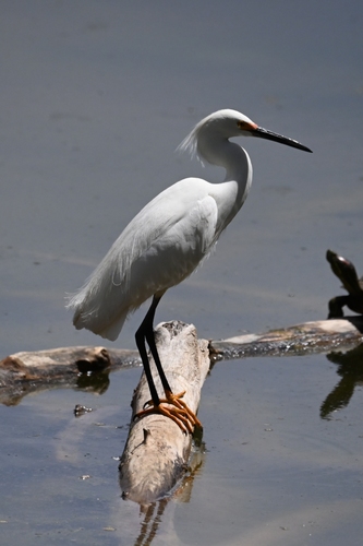 Snowy Egret photographed in New Mexico