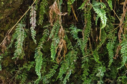 Hymenasplenium, 2025-04-15