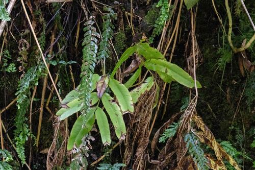 Coniogramme pilosa observed 2025-04-15