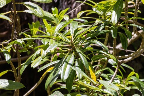 Clermontia arborescens observed 2025-04-15