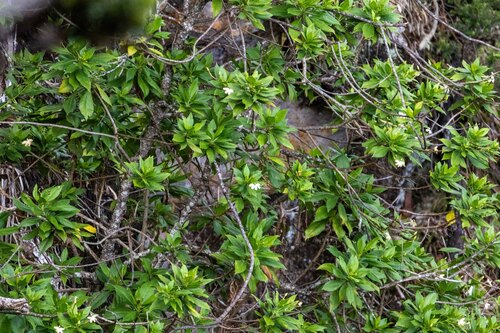 Scaevola chamissoniana observed 2025-04-11