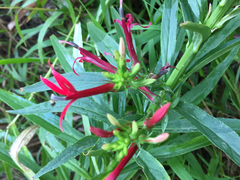 Lobelia cardinalis