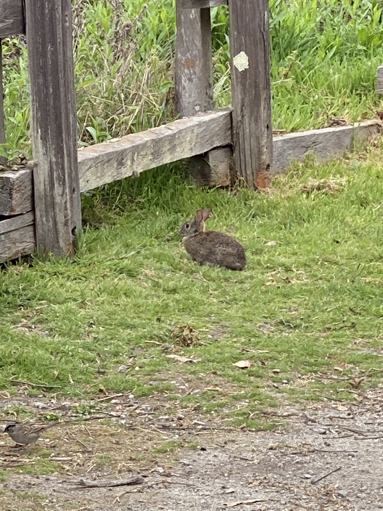 Brush Rabbit from Burleigh Murray Ranch, San Mateo County, US-CA, US on ...