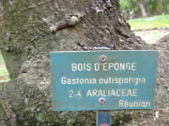 Polyscias cutispongia