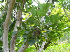 Polyscias cutispongia