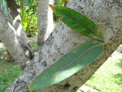 Polyscias cutispongia