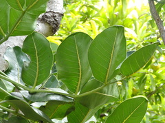 Polyscias cutispongia