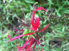 Lobelia cardinalis