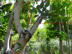 Polyscias cutispongia