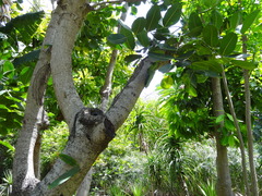 Polyscias cutispongia