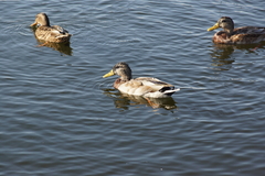 Anas platyrhynchos