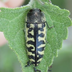 Acmaeodera solitaria