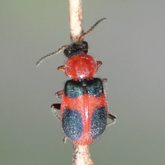 Collops quadrimaculatus
