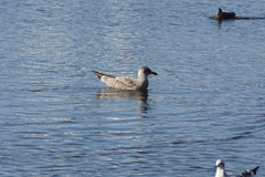Larus