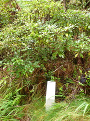 Clermontia parviflora