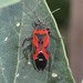 Small Milkweed Bug Complex - Photo (c) C. Mallory, some rights reserved (CC BY-NC), uploaded by C. Mallory