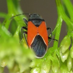 Melanopleurus belfragei