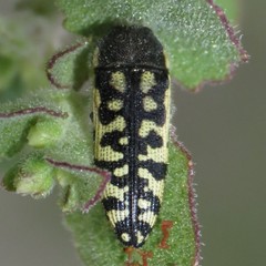 Acmaeodera solitaria