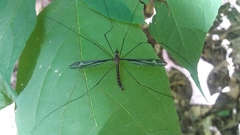 Tipula caloptera