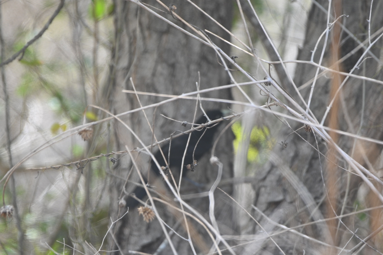 Yellow-billed Cacique (Amblycercus holosericeus), photo 5