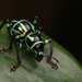 Jewel Weevils - Photo (c) Dash Huang, some rights reserved (CC BY-NC-SA)