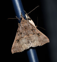 Hypena edictalis