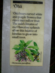 Clermontia parviflora