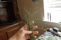 Kellochloa brachyantha
