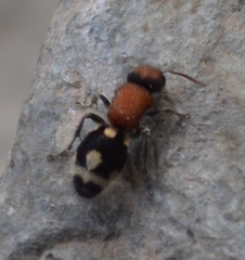 Ronisia brutia