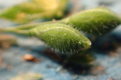 Kellochloa brachyantha