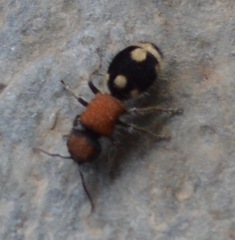 Ronisia brutia