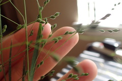 Kellochloa brachyantha