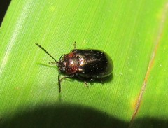 Microtheca