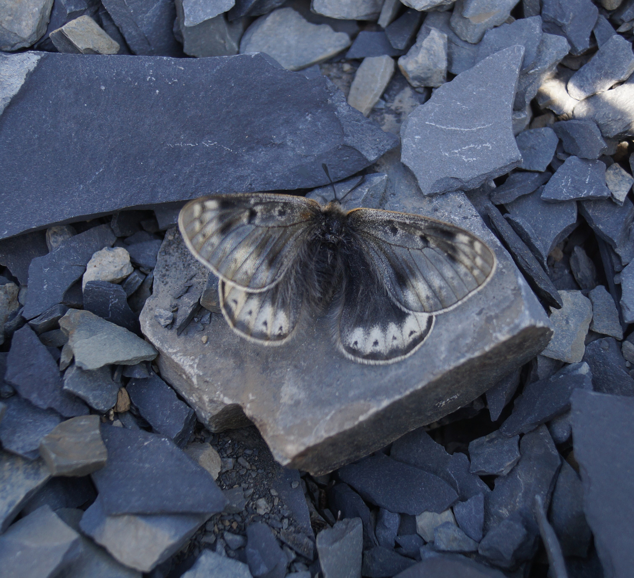 Siberian Apollo (Parnassius arcticus) · iNaturalist