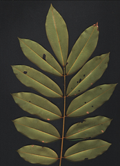 Machaerium condensatum