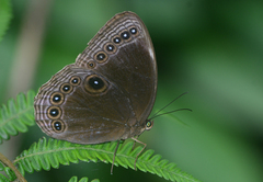 Ethope himachala