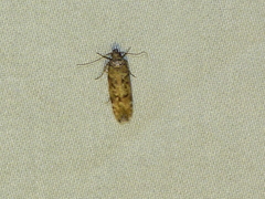 Chionodes thoraceochrella