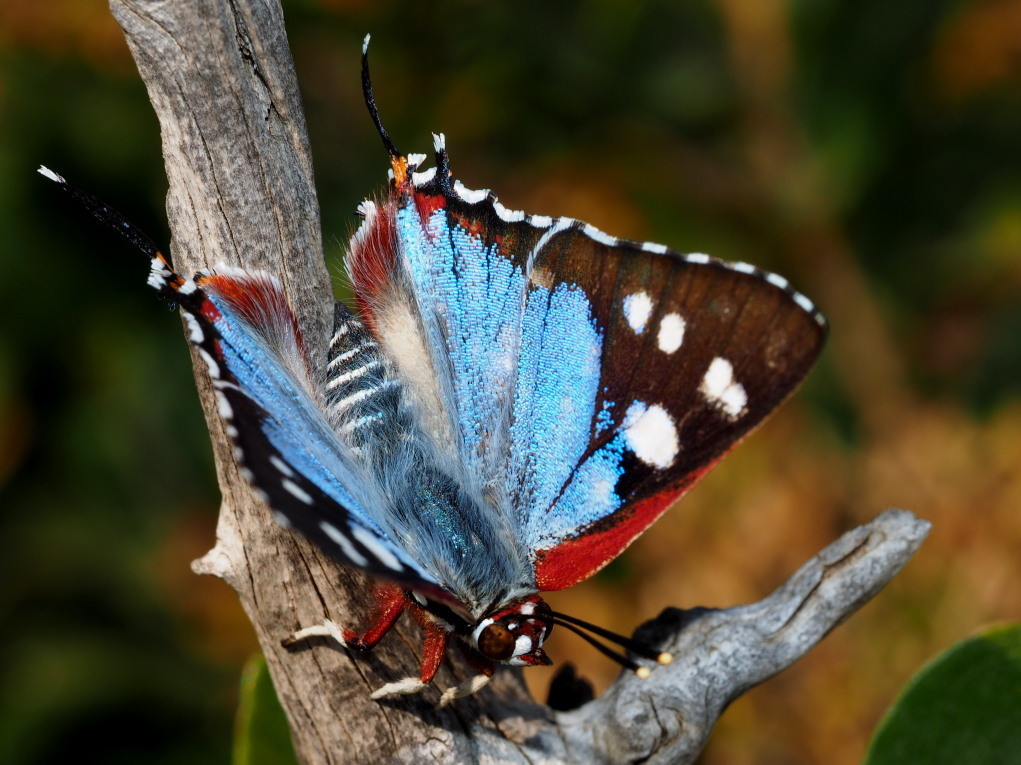 Hutchinson's Silver Spot