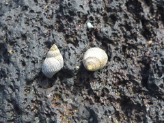 Littoraria pintado