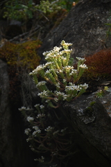 Sedum gracile