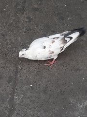 Columba livia domestica