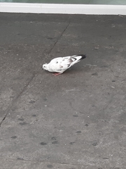 Columba livia domestica